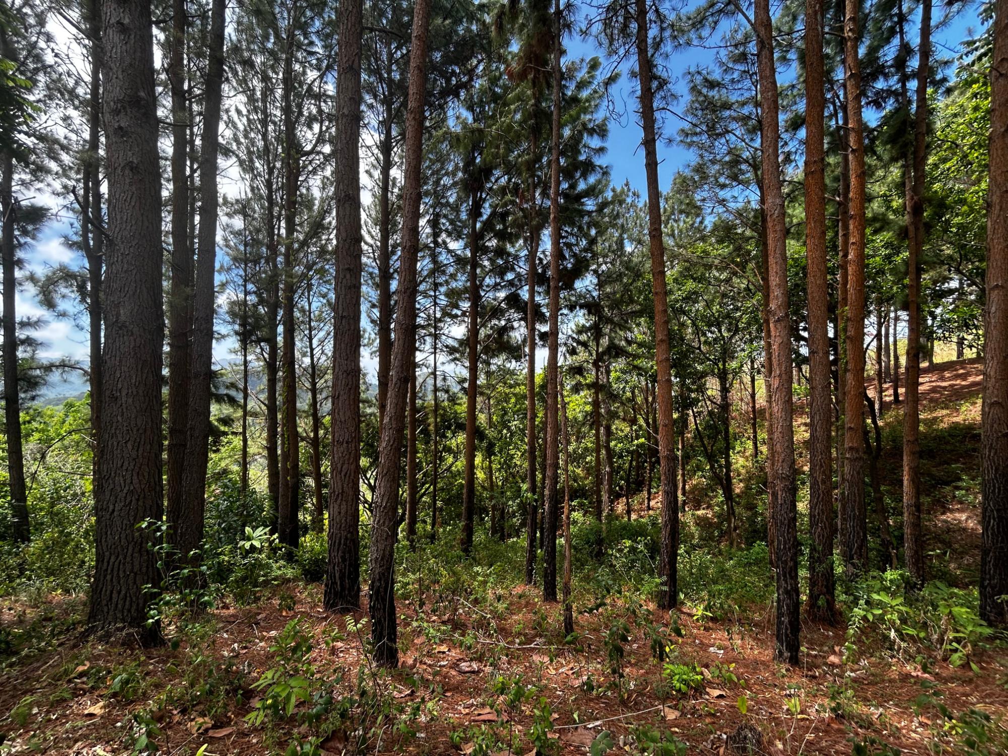 Private Mountain Estate on 10.17 Hectares, Sorá