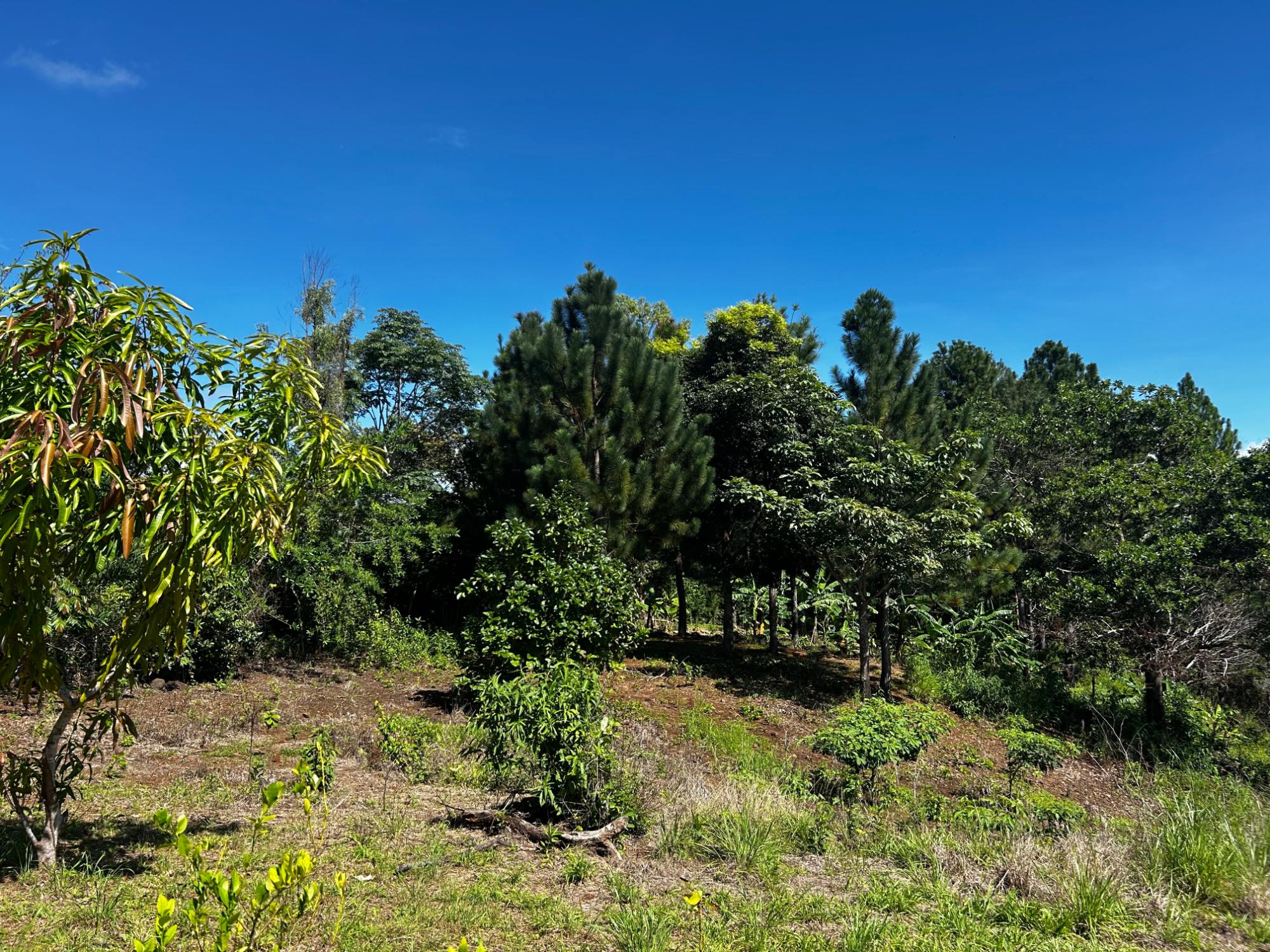 Private Mountain Estate on 10.17 Hectares, Sorá