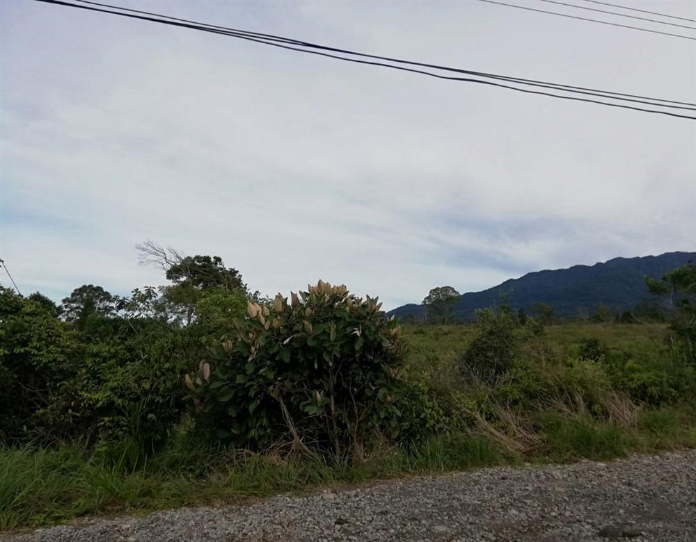 Expansive 5 Hectares for Sale in Alto Boquete