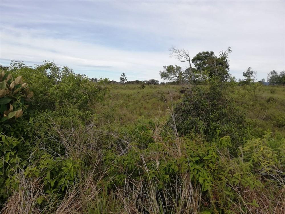 Expansive 5 Hectares for Sale in Alto Boquete