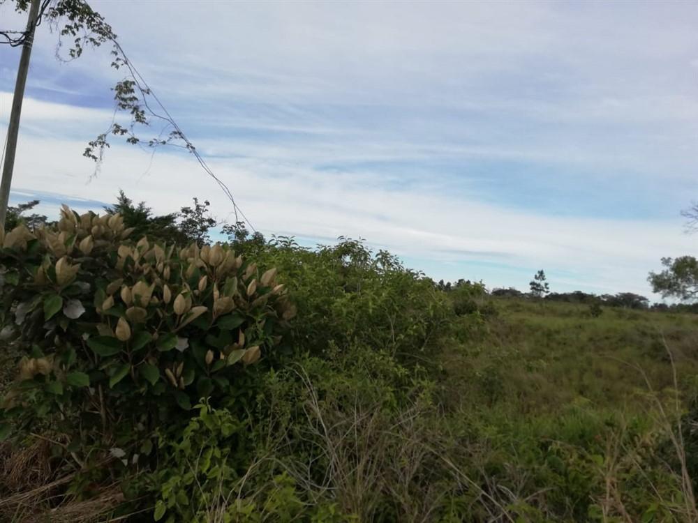 Expansive 5 Hectares for Sale in Alto Boquete