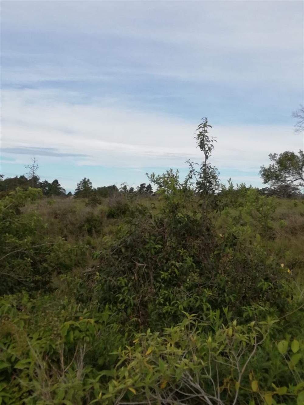 Expansive 5 Hectares for Sale in Alto Boquete