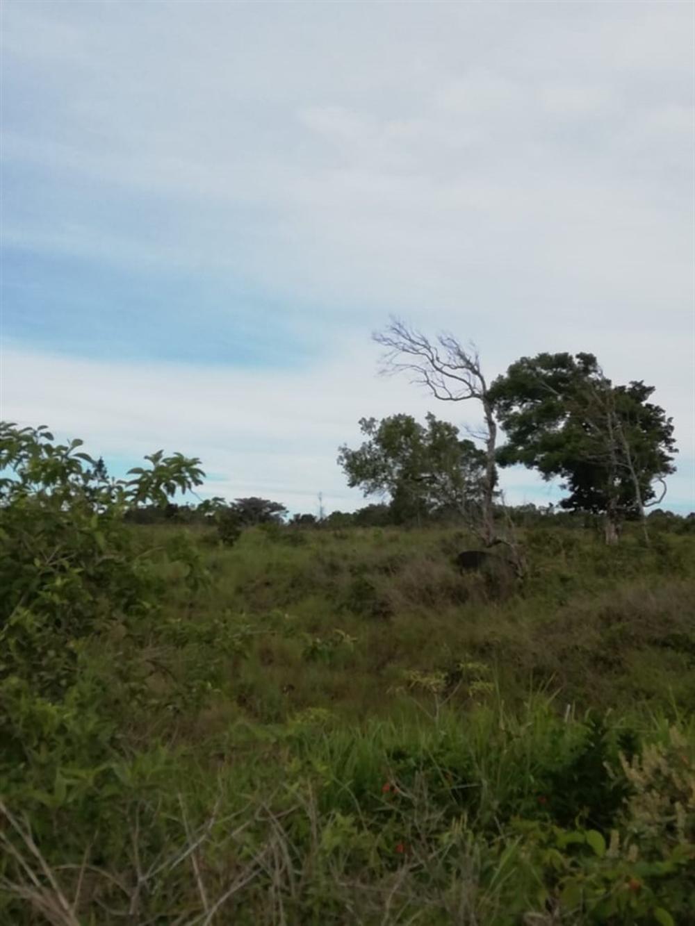 Expansive 5 Hectares for Sale in Alto Boquete
