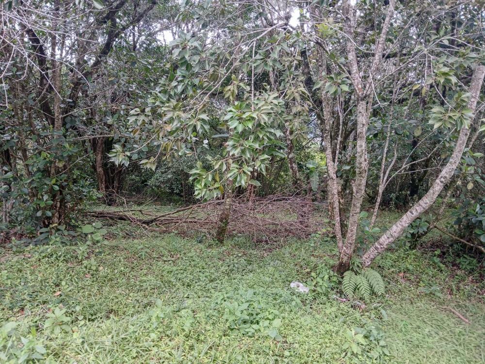 Spacious 9,229 m² Flat Lot in Alto Boquete