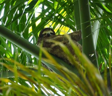 **Alt Text:** A sloth lounging in a tree, representing the peaceful and laid-back environment investors can enjoy while pursuing opportunities in Panama.