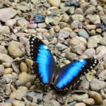 Una vibrante mariposa azul posada sobre una hoja, símbolo de las nuevas oportunidades y la transformación que ofrece la residencia en Panamá.